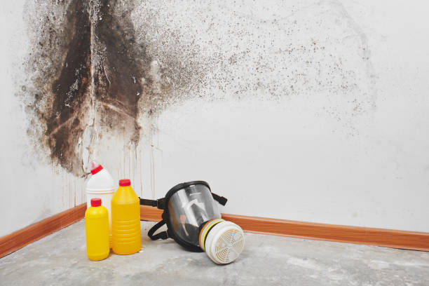 Best Kitchen Mold Remediation in Sharpsburg, NC