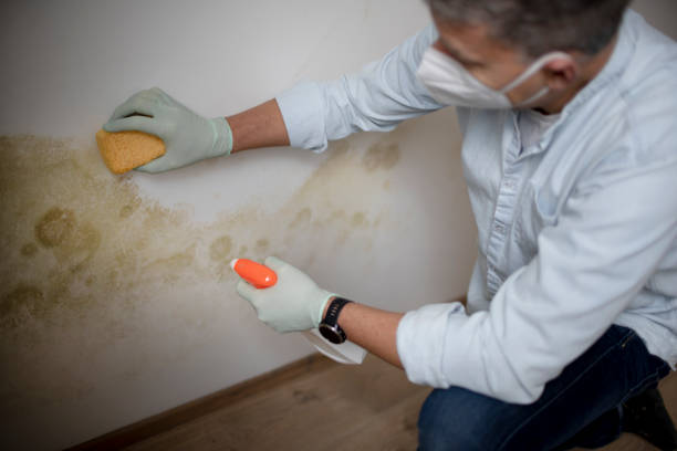 Best Emergency Mold Remediation in Sharpsburg, NC