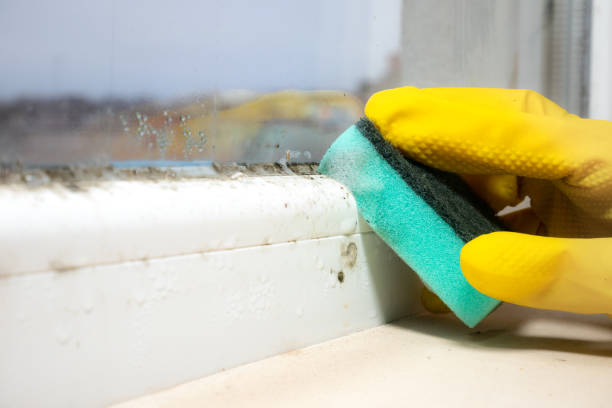 Best DIY Mold Remediation Support Services in Sharpsburg, NC