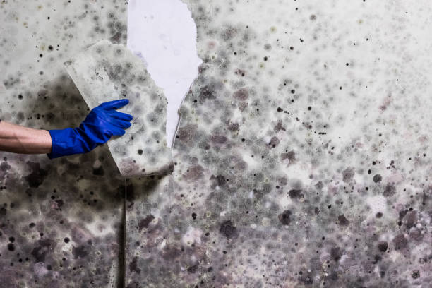 Best Post-Flood Mold Remediation in Sharpsburg, NC